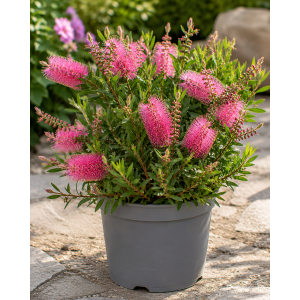 Tyčinkovec (Callistemon) ´PERTH PINK´  - výška 15-30 cm, kont. C2L 